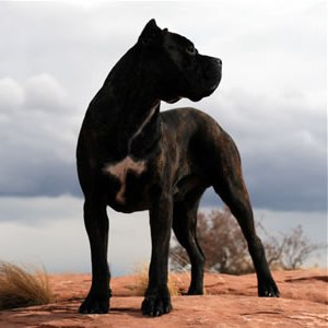 Cane Corso 